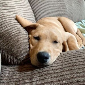 Meet your Posher, Caroline